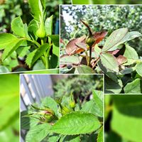 薔薇,薔薇,蕾,花友さんに感謝,ＧＳの皆様に感謝の画像