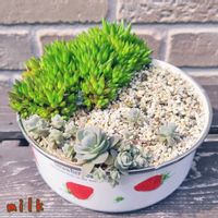 爪蓮華,子持ち蓮華,寄せ植え,多肉植物,多肉植物寄せ植えの画像