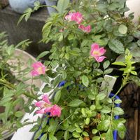ミニバラ・雅(みやび),鉢植え,ミニ薔薇大好き♡,玄関アプローチの画像