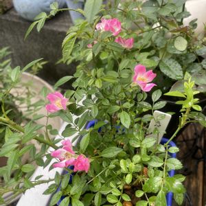ミニバラ・雅(みやび),鉢植え,ミニ薔薇大好き♡,玄関アプローチの画像