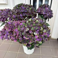 アジサイ　紫陽花,花のある暮らし,アジサイフェア 2026 フォトコンテスト,玄関アプローチの画像