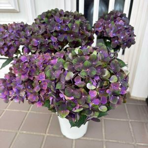 アジサイ　紫陽花,花のある暮らし,アジサイフェア 2026 フォトコンテスト,玄関アプローチの画像