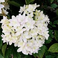 紫陽花　万華鏡,玄関アプローチの画像