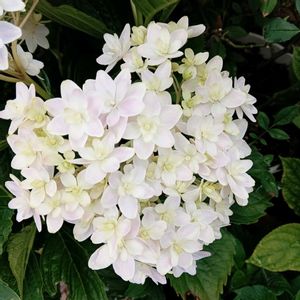 紫陽花　万華鏡,玄関アプローチの画像