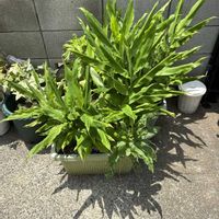 ミョウガ,今日のお花の画像