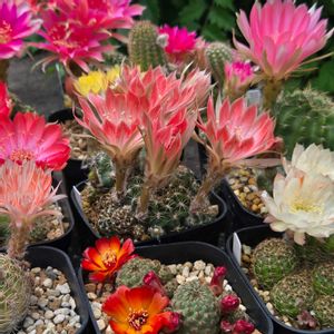 サボテン,白檀,花サボテン,サボテンの花,ロビビア属の画像