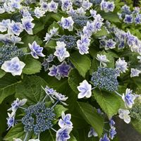 アジサイ,紫陽花,アナベル,アズーロ・コンパクト,メドーセージの画像