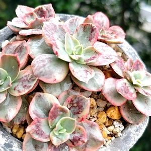 スヨン錦,ボラスヨン,多肉植物,エケベリア属,多肉のある暮らしの画像