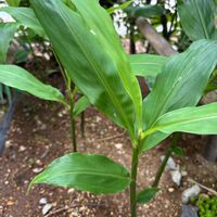 ミョウガ,花のある暮らし,今日のお花の画像