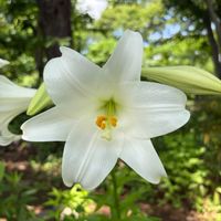 ユリ,テッポウユリ,白い花,ユリ科,ラッパ状の花の画像