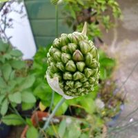 ブローディア,ビオラ,アリウム 丹頂,花瓶に,蕊好きの画像