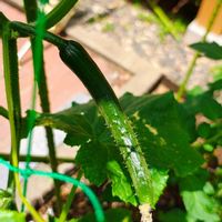 キュウリ,家庭菜園の画像
