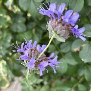 ガーデニング,シェードガーデン,しべ好き,青い花マニア,むらさきの花の画像