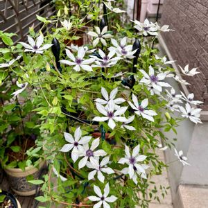 クレマチス,クレマチス　ホワイト・ライト,鉢植え,耐寒性宿根草,庭の画像