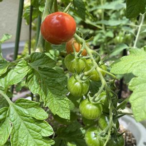 ミニトマト,ミニトマト つやぷるん,バルコニー/ベランダ,家庭菜園の画像