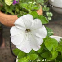 ペチュニア,鉢植え,ガーデニング,玄関アプローチ,庭の画像