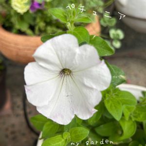 ペチュニア,鉢植え,ガーデニング,玄関アプローチ,庭の画像