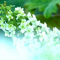 カシワバアジサイ,ニンニク,立葵（たちあおい）,白い花,ピンクの花の画像