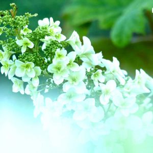 カシワバアジサイ,ニンニク,立葵（たちあおい）,白い花,ピンクの花の画像
