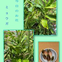 アロマティカス,ミョウガ,今日のお花,バラと夢CLUB,6日はカエルの日の画像