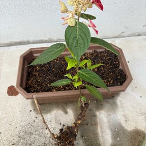 植え替え,実家,ヤマアジサイ,紫陽花 アジサイ あじさいの画像
