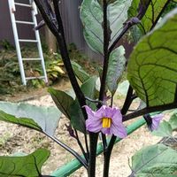 ナス,広い庭,家庭菜園の画像