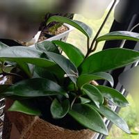 ホヤ・カルノーサ,サクララン,岩手県の画像