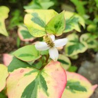 ドクダミ,八重咲きドクダミ,斑入りドクダミ,増えすぎ,我が家の庭の画像