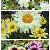 ペチュニア,名城公園,みんな可愛い♡,花色々,シャスターデージー♪の画像