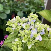 ヒューケラ,ヤマボウシの実,ミョウガ,紫陽花 アジサイ あじさいの画像