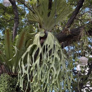 観葉植物,シダ植物,ビカクシダ属,着生シダ,着生植物の画像