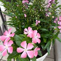 アンゲロニア,日々草,寄せ植え,玄関アプローチの画像
