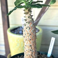 パキポディウム,実生,成長記録,ウィンゾリーの画像