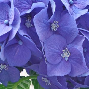 花散歩,紫陽花 アジサイ あじさい,花のある暮らし,植中毒,花自慢の画像
