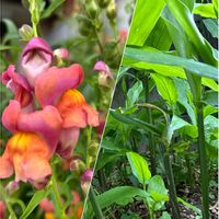キンギョソウ,キンギョソウ,マンネングサ,マンネングサ,シュロの画像