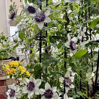 クレマチス,クレマチステッセン,鉢植え,耐寒性宿根草,原種の画像