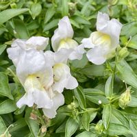 キンギョソウ,花壇,素敵な出会いに感謝,一年草扱い,オオバコ科キンギョソウ属の画像