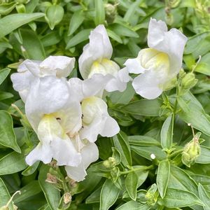 キンギョソウ,花壇,素敵な出会いに感謝,一年草扱い,オオバコ科キンギョソウ属の画像