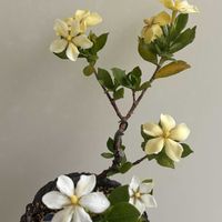 クチナシ,一寸法師,盆栽,ミニ盆栽の画像