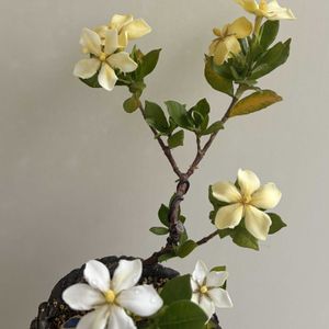 クチナシ,一寸法師,盆栽,ミニ盆栽の画像