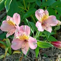 アルストロメリア,アルストロメリア,咲いてくれてありがとう❤,可愛いお花♡,好きな花♡の画像