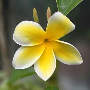 プルメリア,Plumeria,いい香り,咲いた！,良い香りの画像