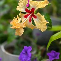 ハイビスカス,咲いた！,花のある暮らし,花自慢の画像