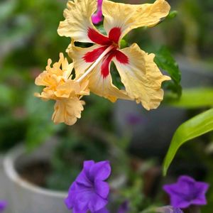 ハイビスカス,ハイビスカス・レモンフラミンゴ,咲いた！,花のある暮らし,花自慢の画像