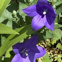 花壇の画像