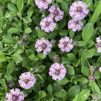 クラピア,地植え,ガーデニング,グランドカバー,ピンクの花の画像