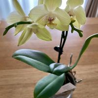 ミニ胡蝶蘭の画像