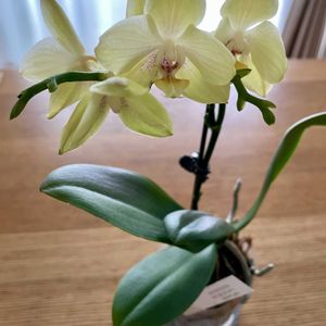 ミニ胡蝶蘭の画像