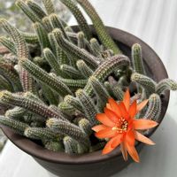 サボテン,植物のある暮らしの画像