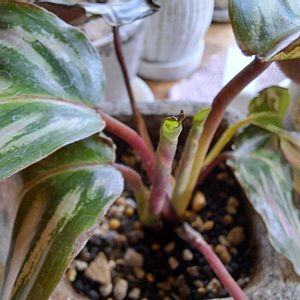 カラテア,成長記録,植中毒,植物好き,リビング・ダイニングの画像